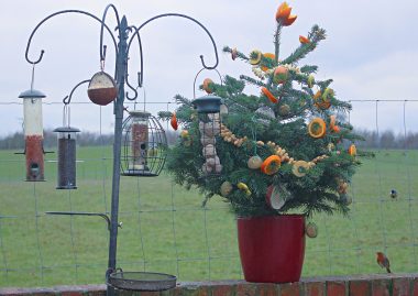 Photo for article 'Wish your neighbourhood birds a very BERRY Christmas!'